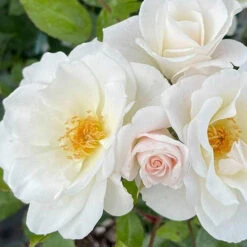 Rose Diamond 60th Wedding Anniversary 3L Pot