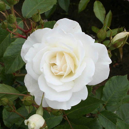 Rose Diamond 60th Wedding Anniversary 3L Pot 2 Rose Diamond 60th Wedding Anniversary 3L Pot - Image 2