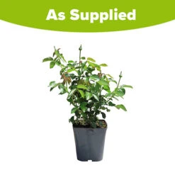 Rose Diamond 60th Wedding Anniversary 3L Pot 7 Rose Diamond 60th Wedding Anniversary 3L Pot -Flower Harvest Shop 531002 3