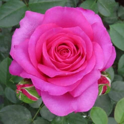 Rose Claire Marshall