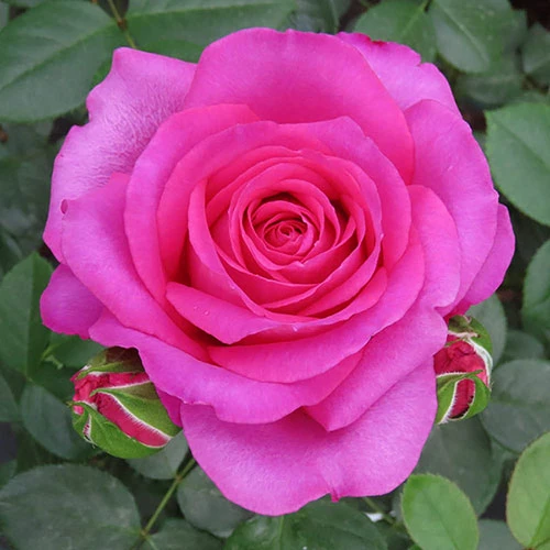 Rose Claire Marshall 1 Rose Claire Marshall