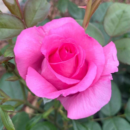 Rose Claire Marshall 2 Rose Claire Marshall - Image 2