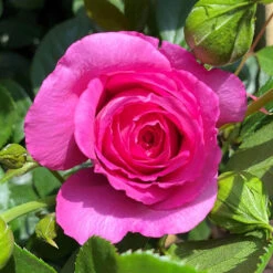 Rose Claire Marshall 7 Rose Claire Marshall -Flower Harvest Shop 531006 2