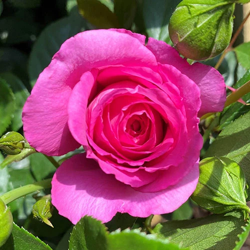 Rose Claire Marshall 3 Rose Claire Marshall - Image 3