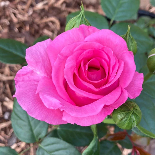 Rose Claire Marshall 4 Rose Claire Marshall - Image 4