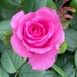 Rose Claire Marshall 9 Rose Claire Marshall -Flower Harvest Shop 531006 4