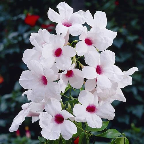 Pandorea Jasminoides 1 Pandorea Jasminoides