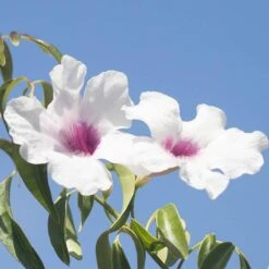 Pandorea Jasminoides 4 Pandorea Jasminoides -Flower Harvest Shop 550089 1