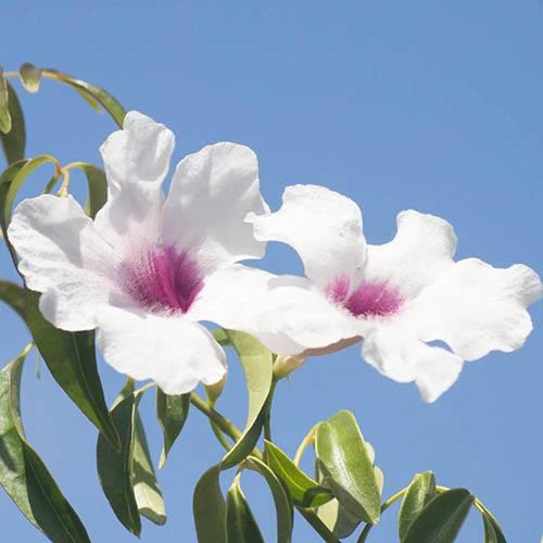 Pandorea Jasminoides 2 Pandorea Jasminoides - Image 2