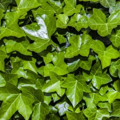 Coloured Ivy Collection