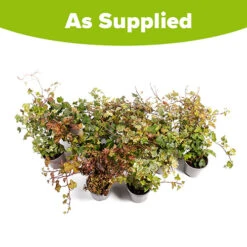 Coloured Ivy Collection -Flower Harvest Shop 550124 4