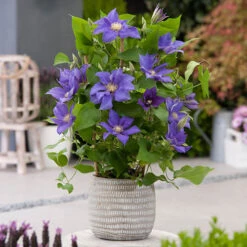 Patio Clematis Collection X 3, BOULEVARD(R) Series -Flower Harvest Shop 550177 2