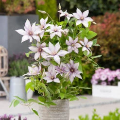 Patio Clematis Collection X 3, BOULEVARD(R) Series -Flower Harvest Shop 550177 3