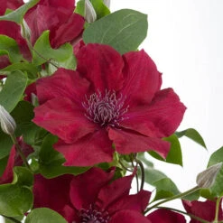 Patio Clematis Collection X 3, BOULEVARD(R) Series -Flower Harvest Shop 550177 4