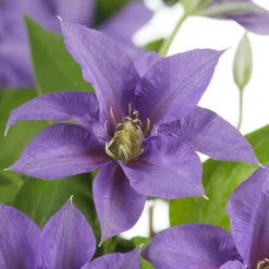 Patio Clematis Collection X 3, BOULEVARD(R) Series -Flower Harvest Shop 550177 5
