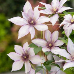 Patio Clematis Collection X 3, BOULEVARD(R) Series -Flower Harvest Shop 550177 6