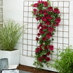 Patio Clematis Collection X 3, BOULEVARD(R) Series -Flower Harvest Shop 550177 7