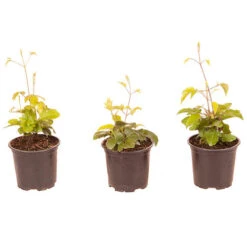 Patio Clematis Collection X 3, BOULEVARD(R) Series -Flower Harvest Shop 550177 8