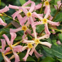 Trachelospermum Asiaticum Star Jasmine 'Pink' -Flower Harvest Shop 550223 2