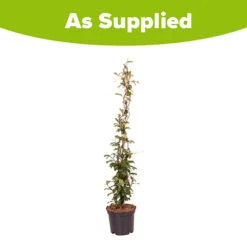 Trachelospermum Asiaticum Star Jasmine 'Pink' -Flower Harvest Shop 550223 3