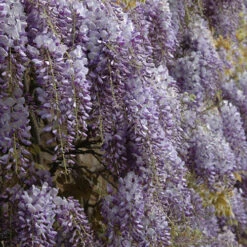 Wisteria 'Amethyst Falls' -Flower Harvest Shop 550238 2