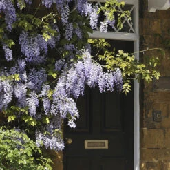 Wisteria 'Amethyst Falls' -Flower Harvest Shop 550238 3