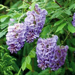 Wisteria 'Amethyst Falls' -Flower Harvest Shop 550238 4