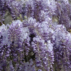 Wisteria 'Amethyst Falls' -Flower Harvest Shop 550238 5