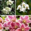 Clematis Evergreen Winter Collection