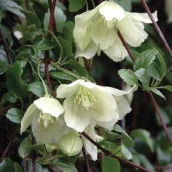 Clematis Evergreen Winter Collection -Flower Harvest Shop 550304 2
