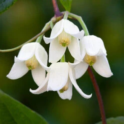 Clematis Evergreen Winter Collection -Flower Harvest Shop 550304 3