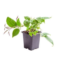 Clematis Evergreen Winter Collection -Flower Harvest Shop 550304 4