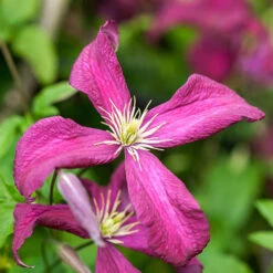 Mid Season Flowering Clematis Collection 9cm X 3 -Flower Harvest Shop 550328 2