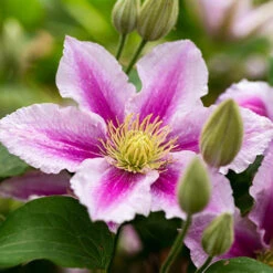 Mid Season Flowering Clematis Collection 9cm X 3 -Flower Harvest Shop 550328 3