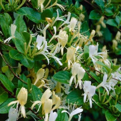 Lonicera 2L 90cm Cane X3 7 Lonicera 2L 90cm Cane X3 -Flower Harvest Shop 550333 3