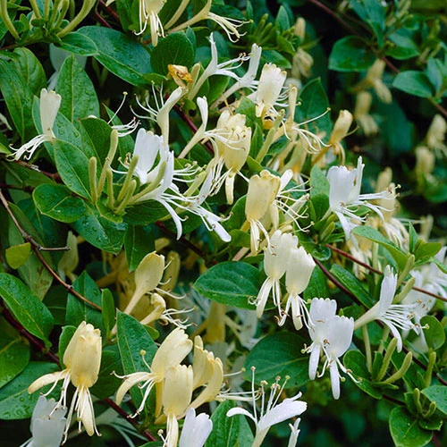 Lonicera 2L 90cm Cane X3 4 Lonicera 2L 90cm Cane X3 - Image 4