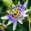 Passiflora Caerulea 2L 90cm Cane