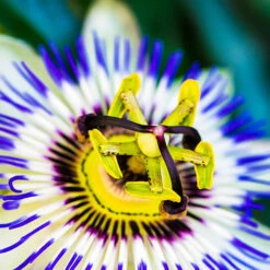 Passiflora Caerulea 2L 90cm Cane -Flower Harvest Shop 550334 1