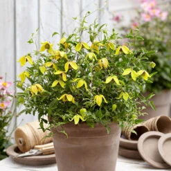 Clematis 'Little Lemons' 7cm X3