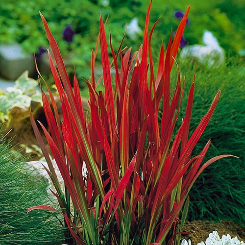 Imperata 'Red Baron' - Blood Grass 1 Imperata 'Red Baron' - Blood Grass
