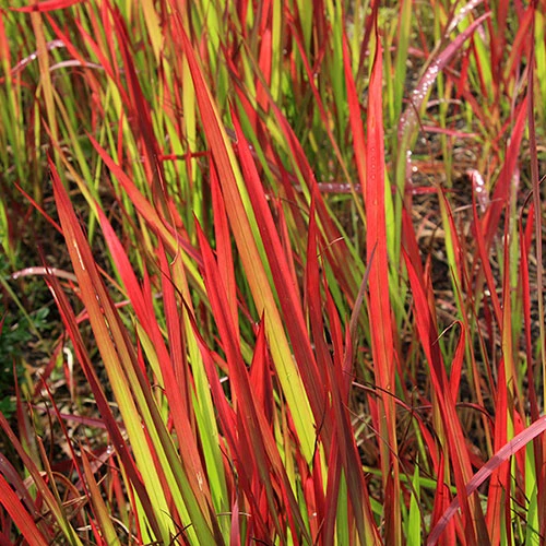 Imperata 'Red Baron' - Blood Grass 2 Imperata 'Red Baron' - Blood Grass - Image 2