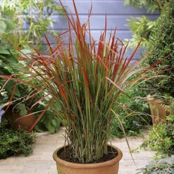 Imperata 'Red Baron' - Blood Grass 9 Imperata 'Red Baron' - Blood Grass -Flower Harvest Shop 560017 2