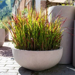 Imperata 'Red Baron' - Blood Grass 10 Imperata 'Red Baron' - Blood Grass -Flower Harvest Shop 560017 3