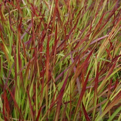 Imperata 'Red Baron' - Blood Grass 11 Imperata 'Red Baron' - Blood Grass -Flower Harvest Shop 560017 4