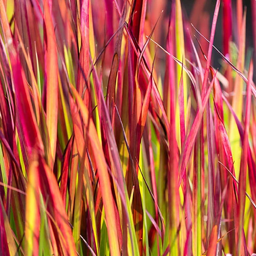 Imperata 'Red Baron' - Blood Grass 6 Imperata 'Red Baron' - Blood Grass - Image 6