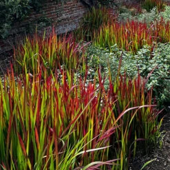 Imperata 'Red Baron' - Blood Grass 13 Imperata 'Red Baron' - Blood Grass -Flower Harvest Shop 560017 6
