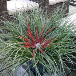 Bromeliad 'Fascicularia Bicolour' -Flower Harvest Shop 560100 2