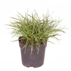 Bromeliad 'Fascicularia Bicolour' -Flower Harvest Shop 560100 3