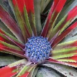 Bromeliad 'Fascicularia Bicolour' -Flower Harvest Shop 560100 4