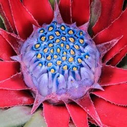 Bromeliad 'Fascicularia Bicolour' -Flower Harvest Shop 560100 5